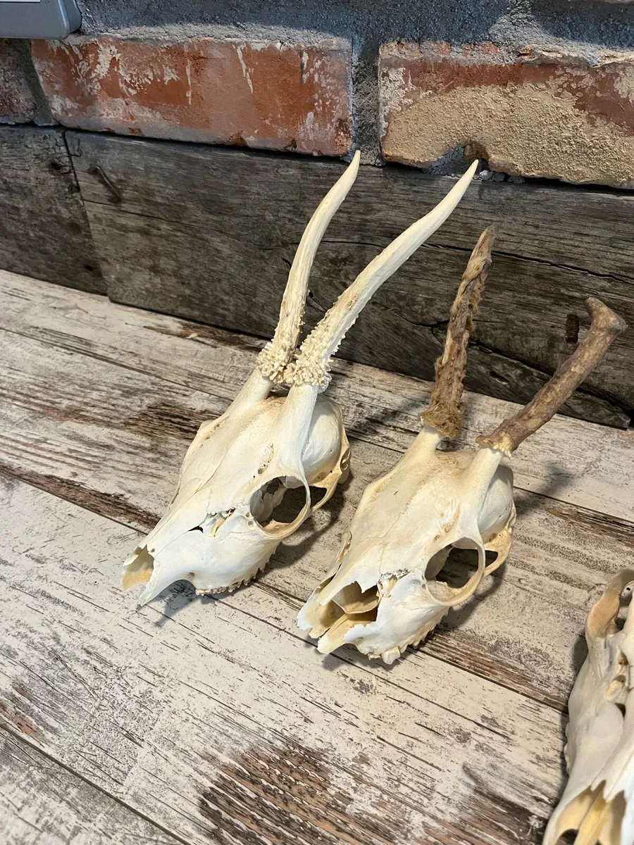 Vintage skull - Image 3