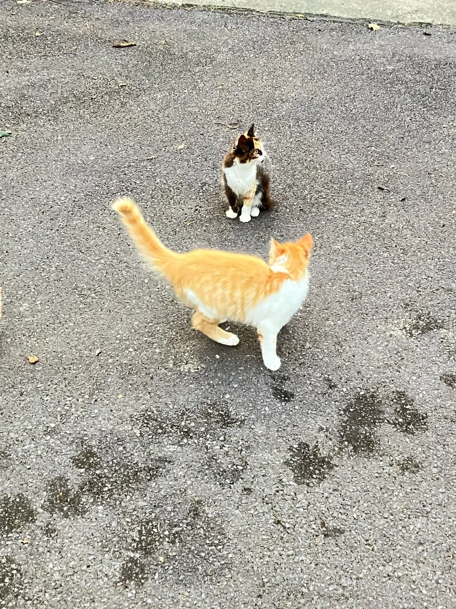 Kittens - Image 2