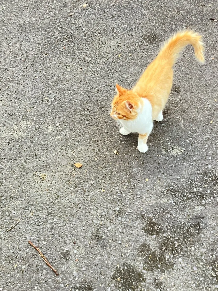 Kittens - Image 3