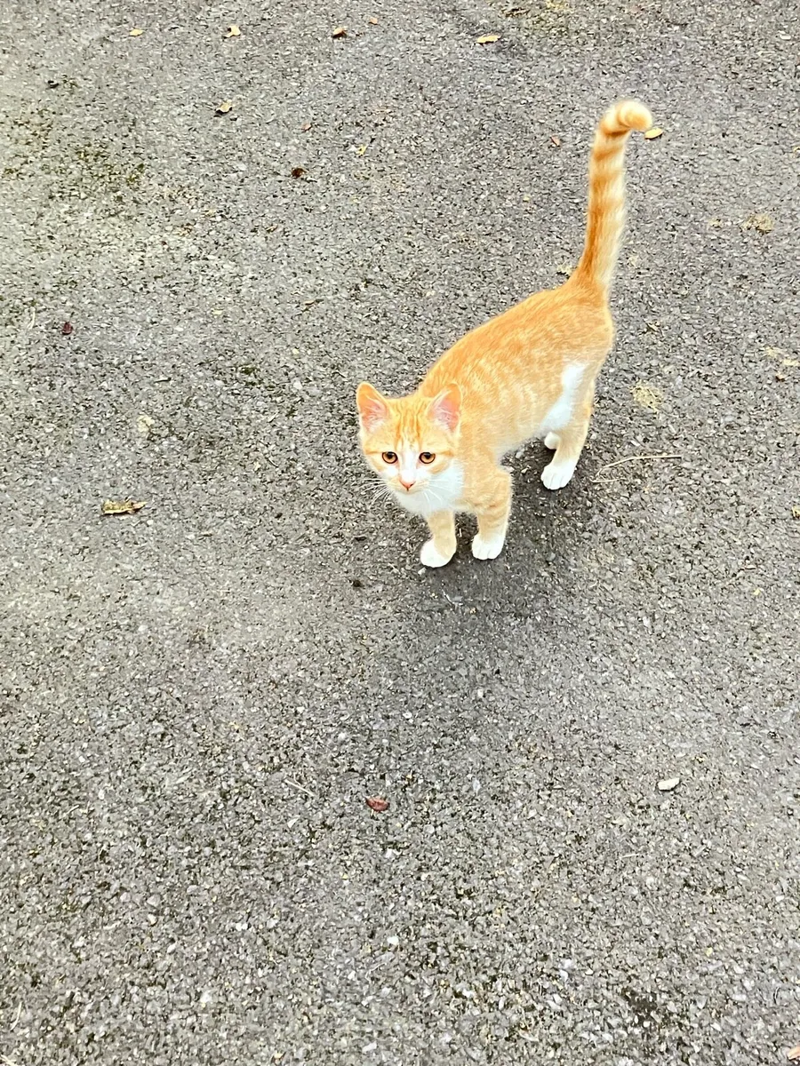 Kittens - Image 4