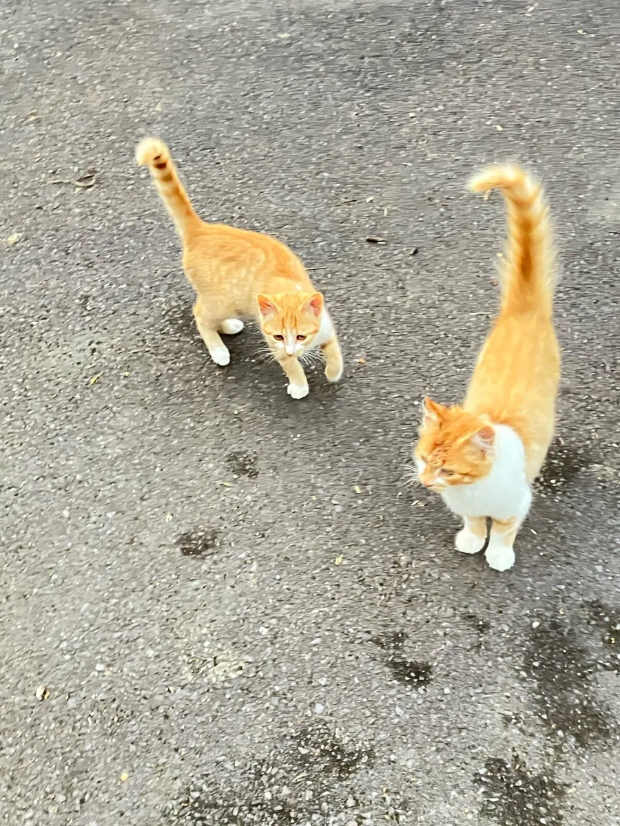 Kittens - Image 4