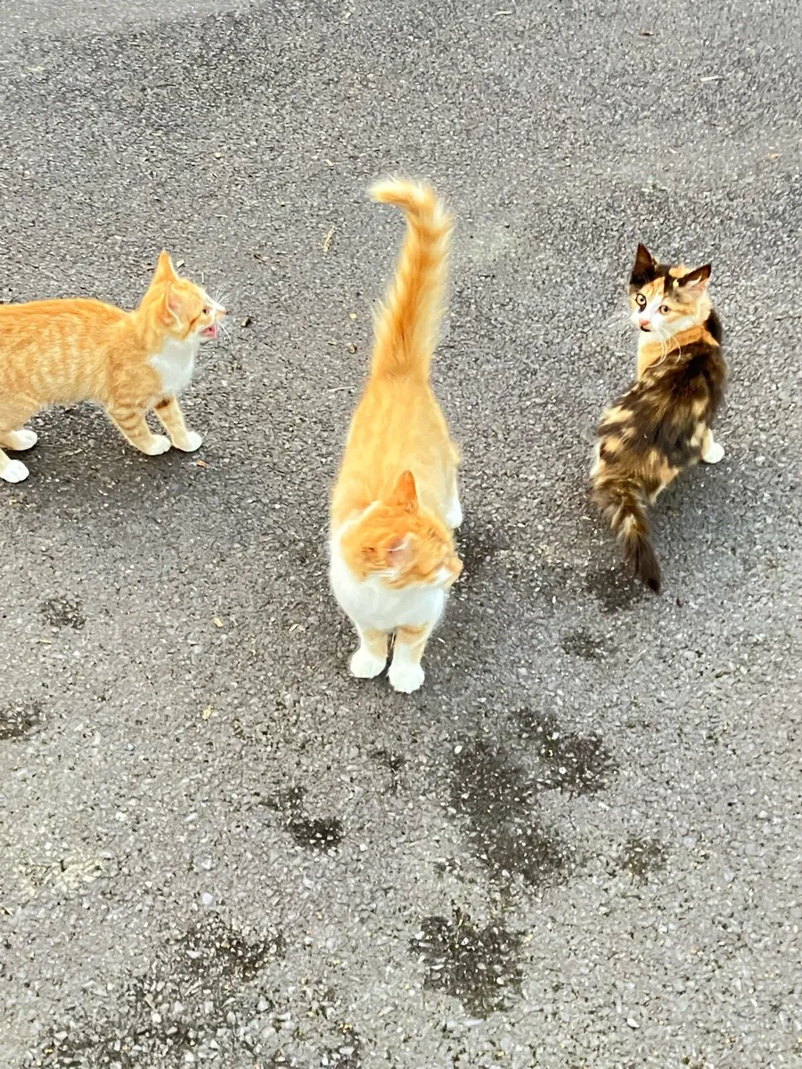 Kittens - Image 1