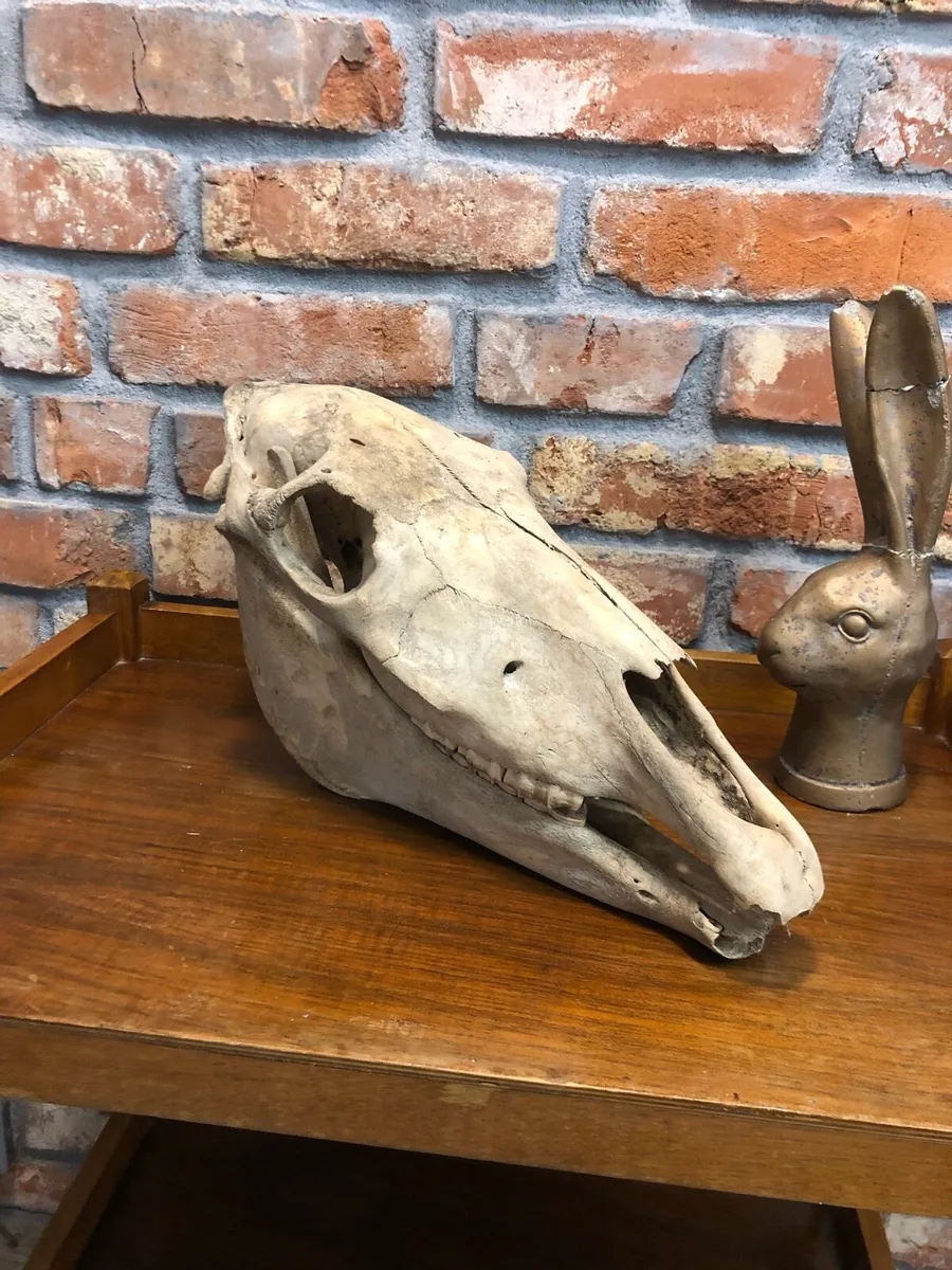 Vintage skull - Image 1