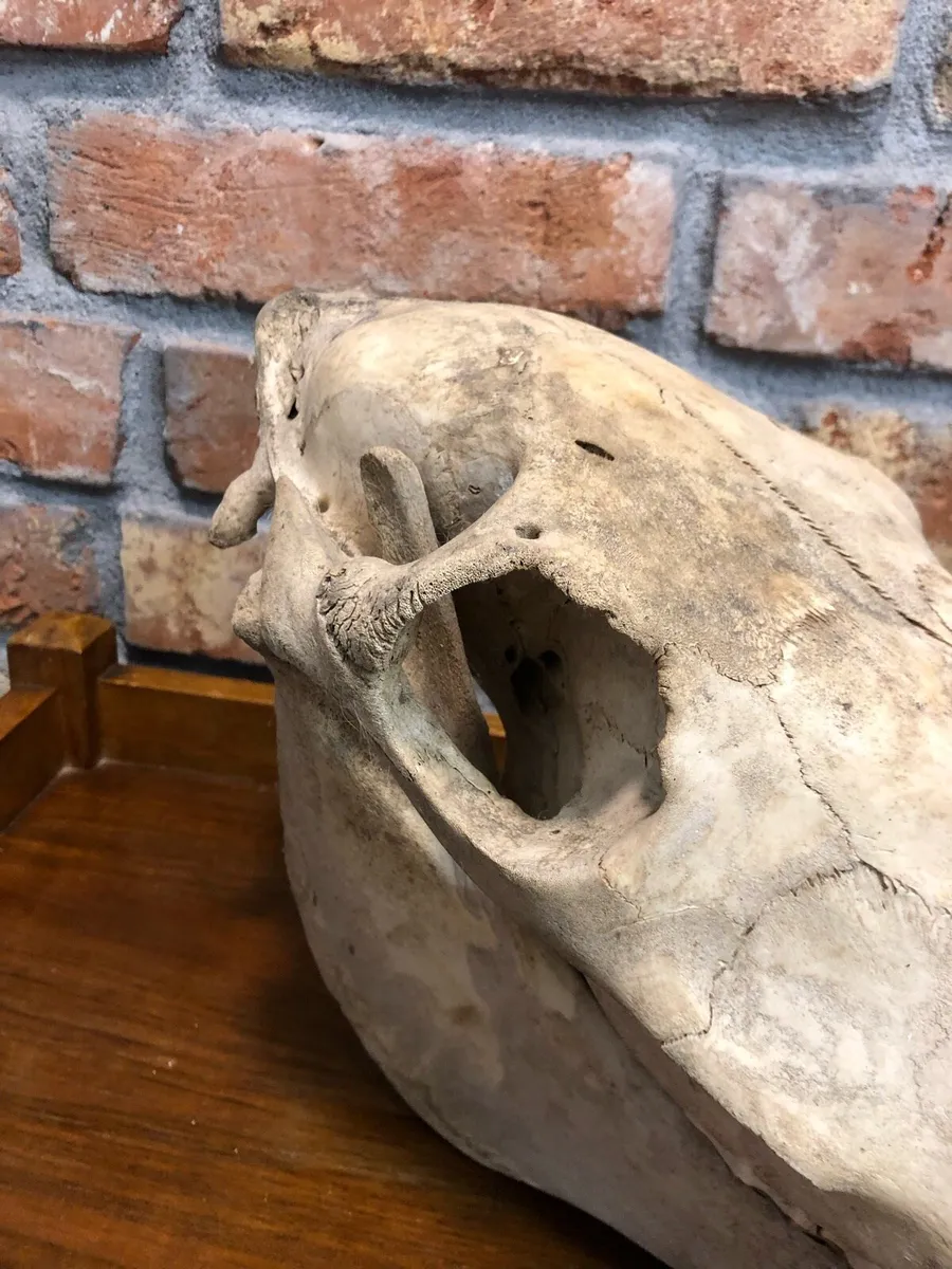Vintage skull - Image 2