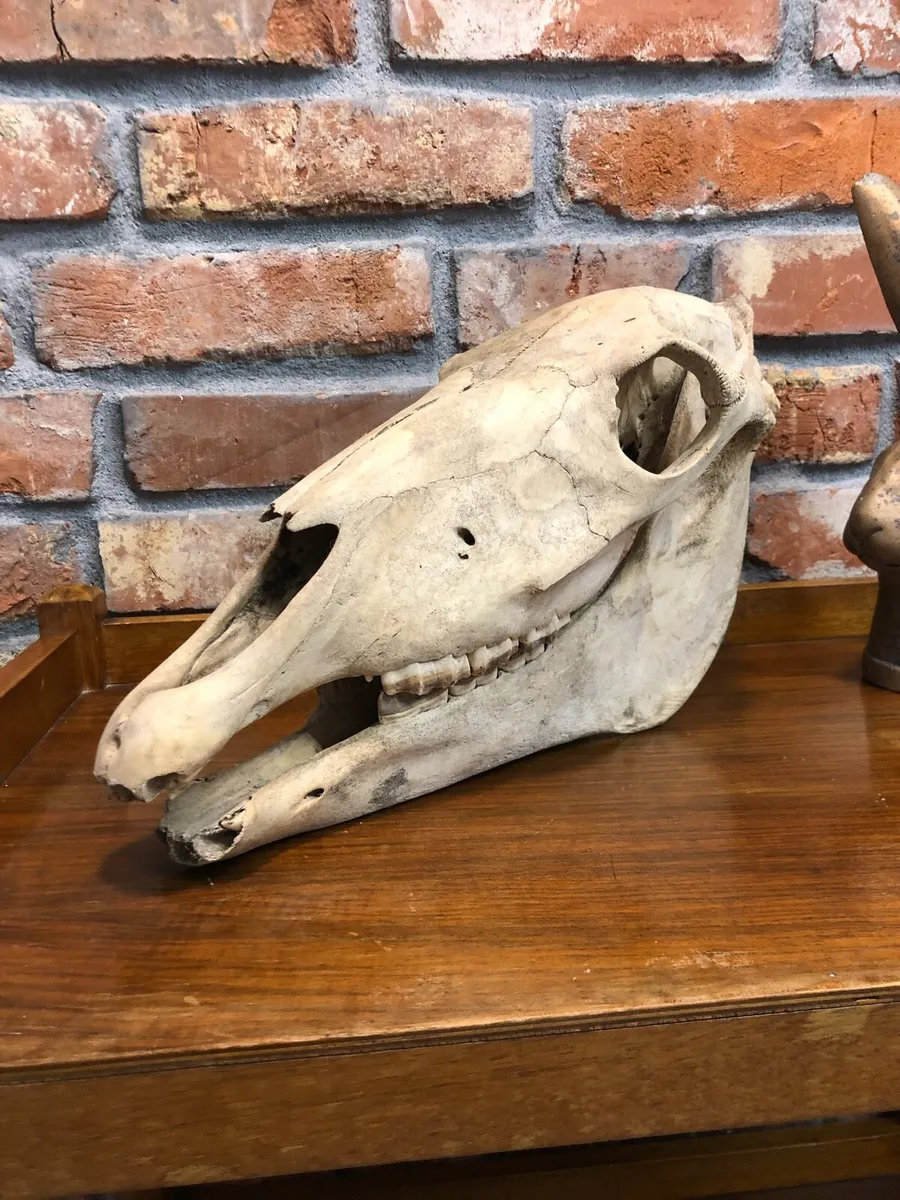 Vintage skull - Image 3