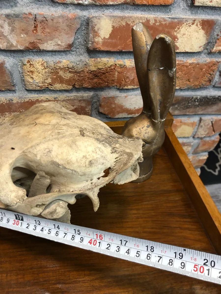 Vintage skull - Image 4