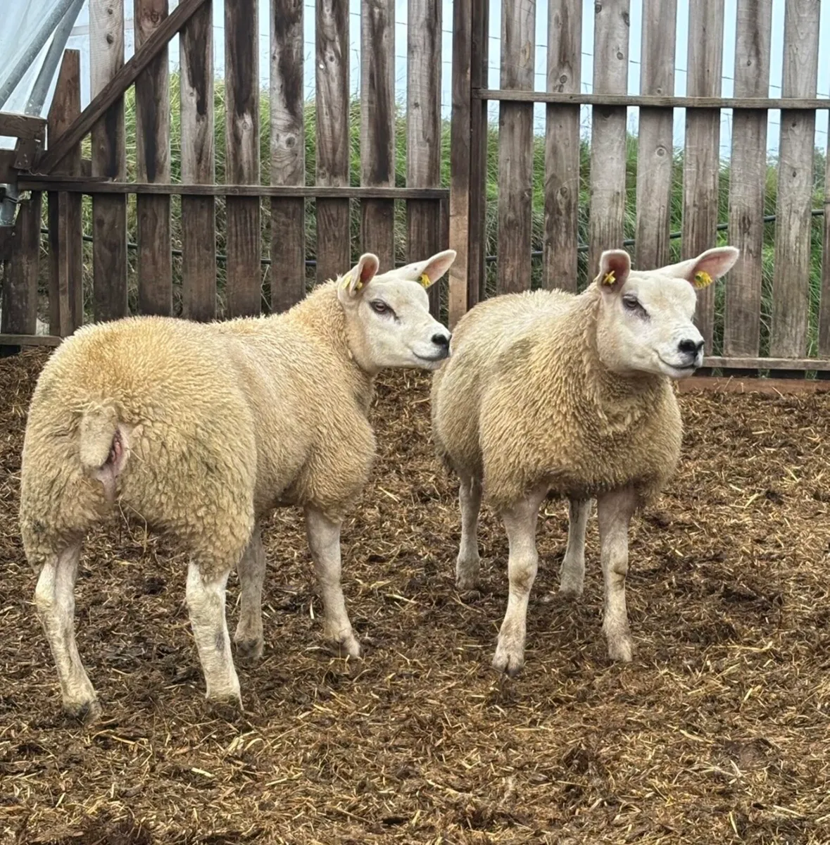Purebred registered Texel Ewe Lambs - Image 3