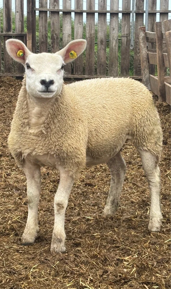 Purebred registered Texel Ewe Lambs - Image 4