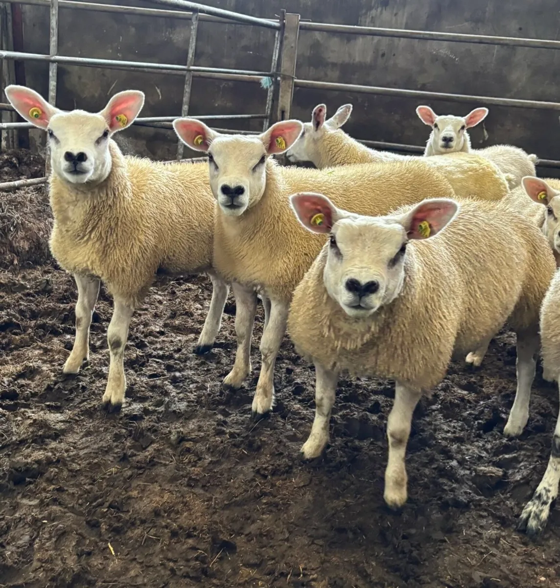 Purebred registered Texel Ewe Lambs - Image 1