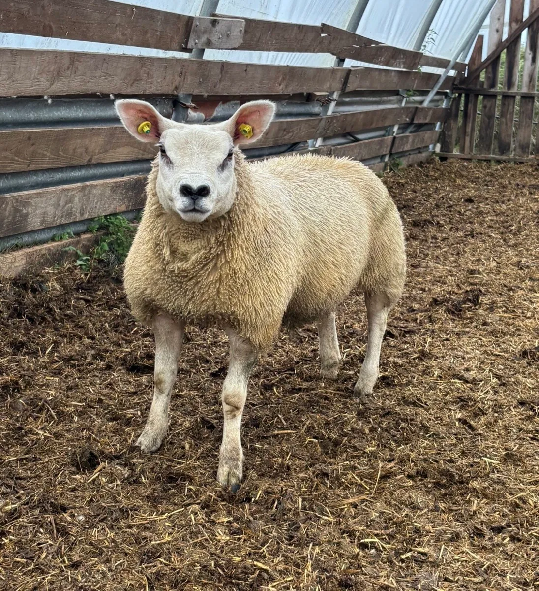 Purebred registered Texel Ewe Lambs - Image 2
