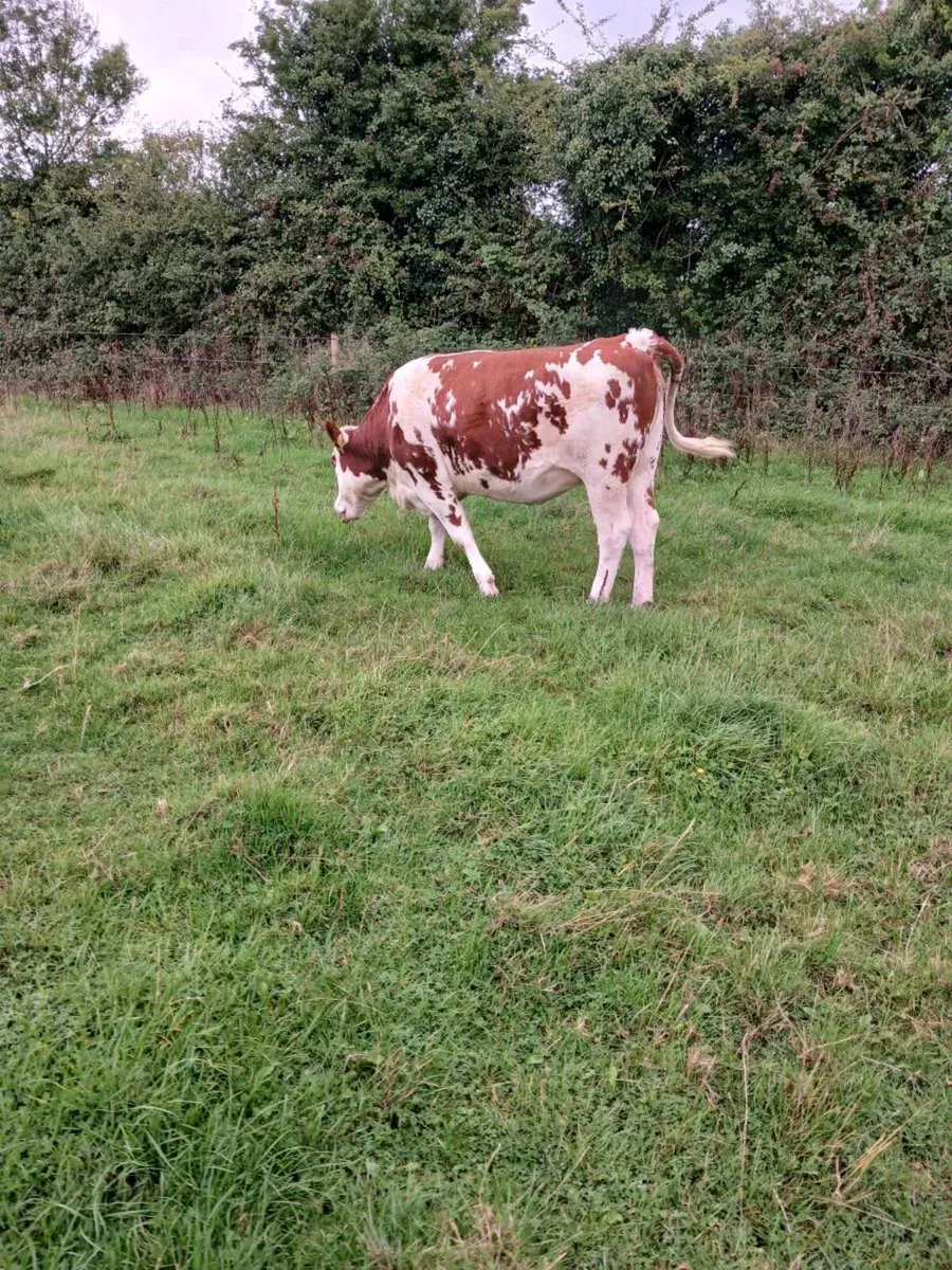 Livestock - Image 1