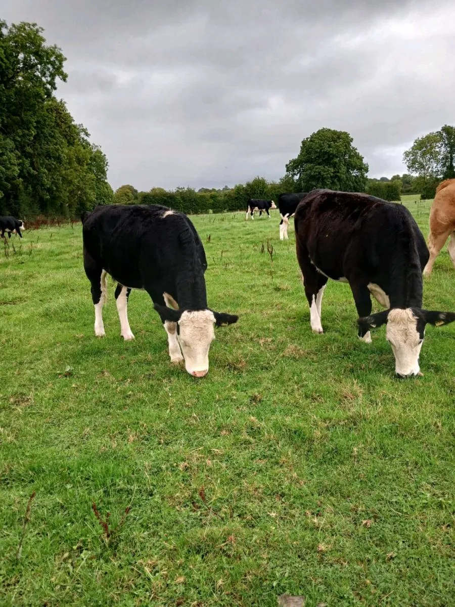 Livestock - Image 2