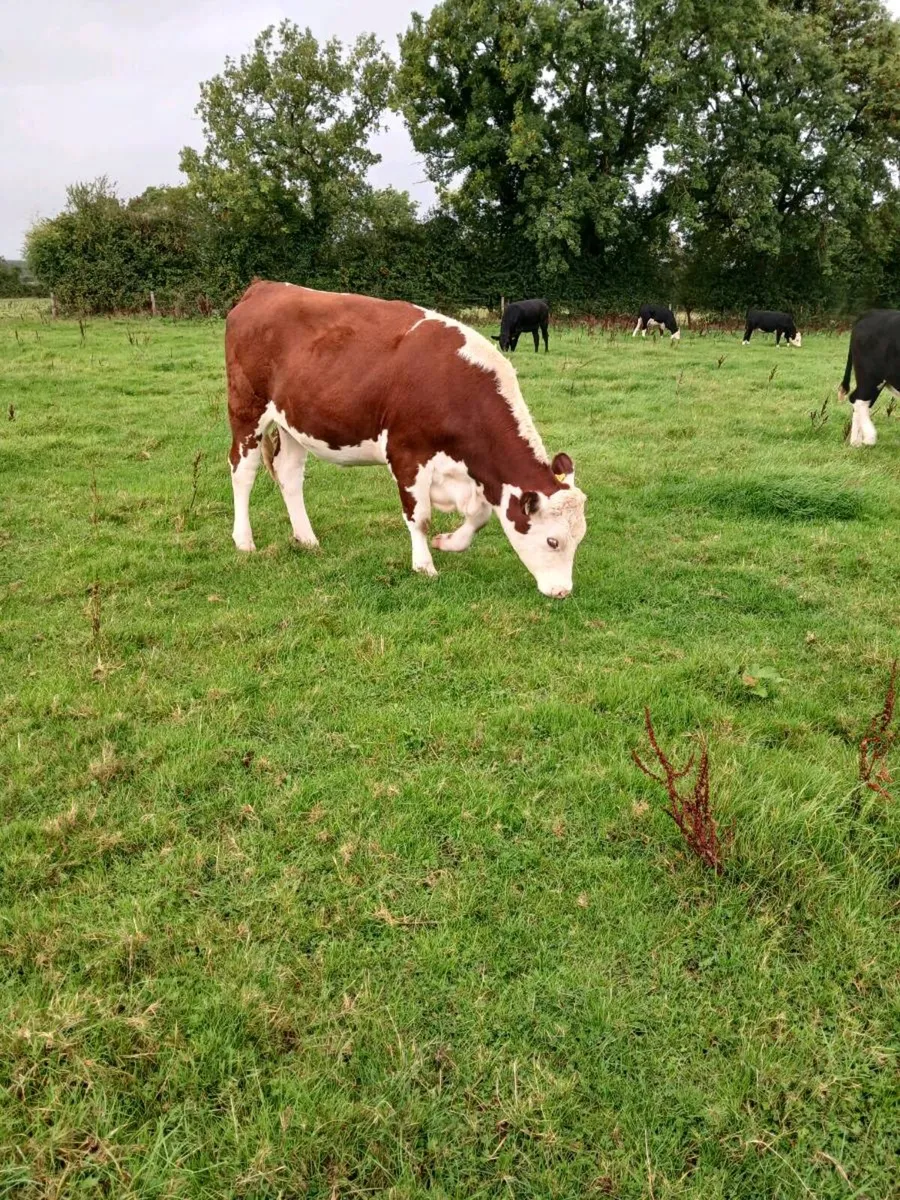 Livestock - Image 3