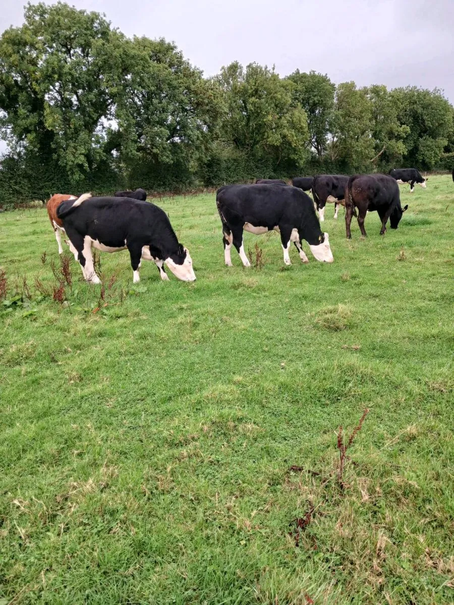 Livestock - Image 4