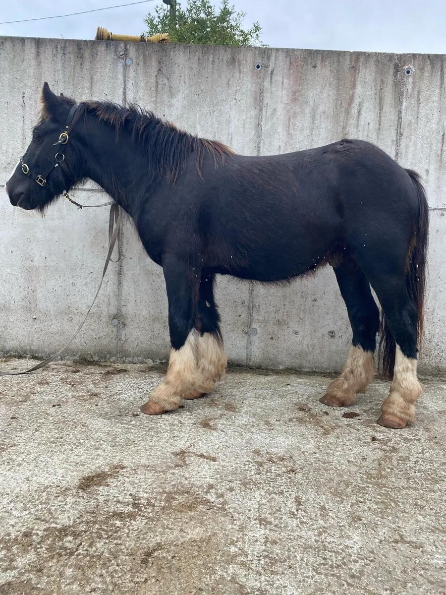 3 year old colt - Image 1