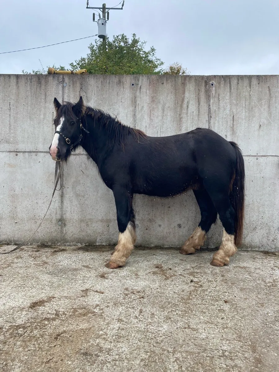 3 year old colt - Image 2