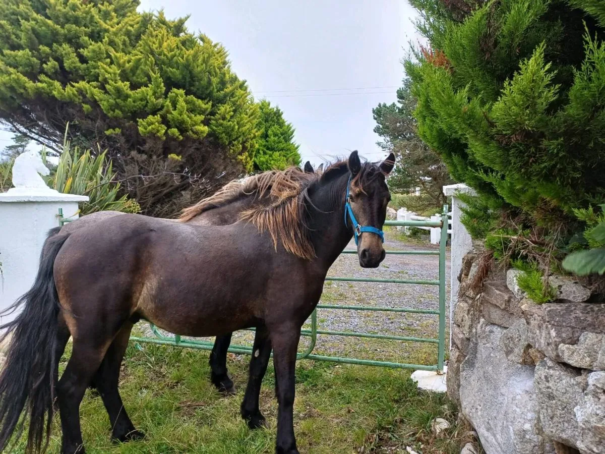 Connemara ponie - Image 4