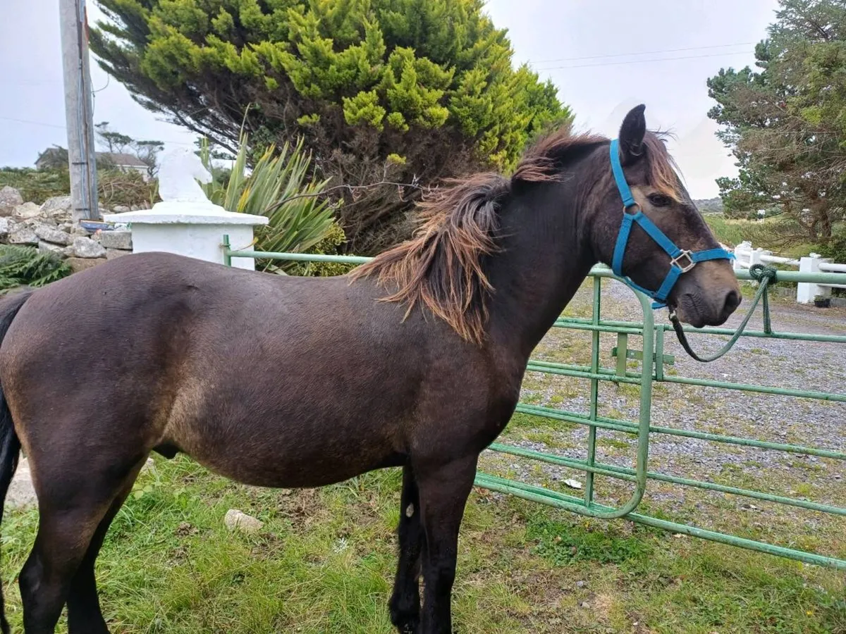 Connemara ponie - Image 1