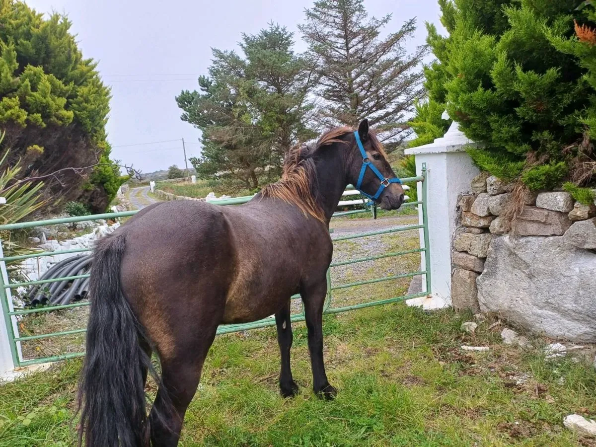 Connemara ponie - Image 2