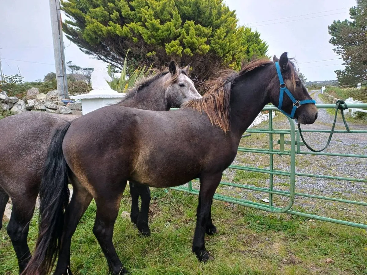 Connemara ponie - Image 3