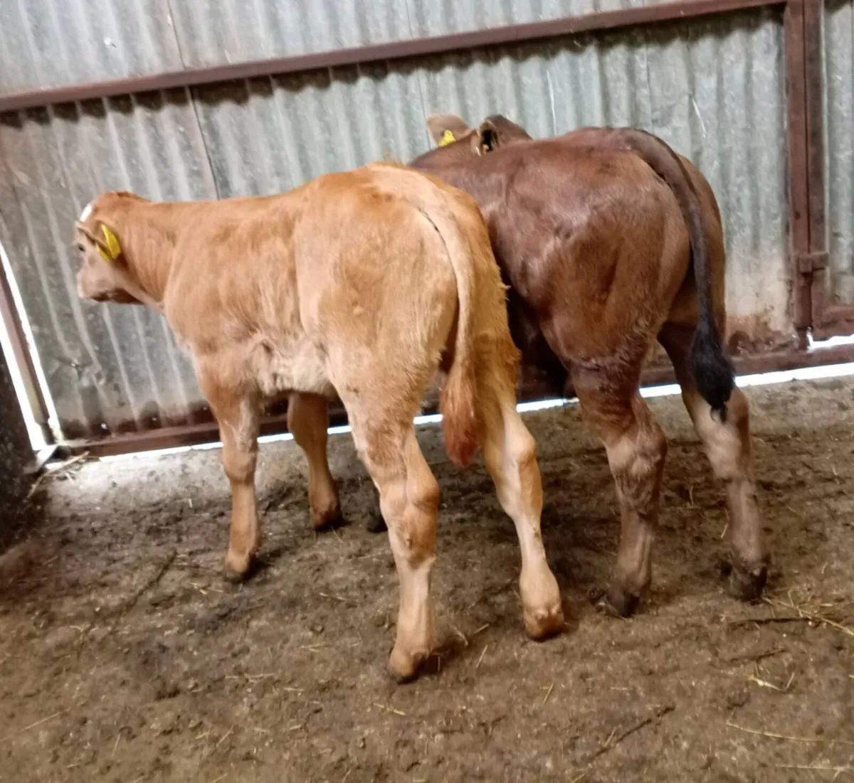 SUCKLER   BULL  CALVES - Image 1