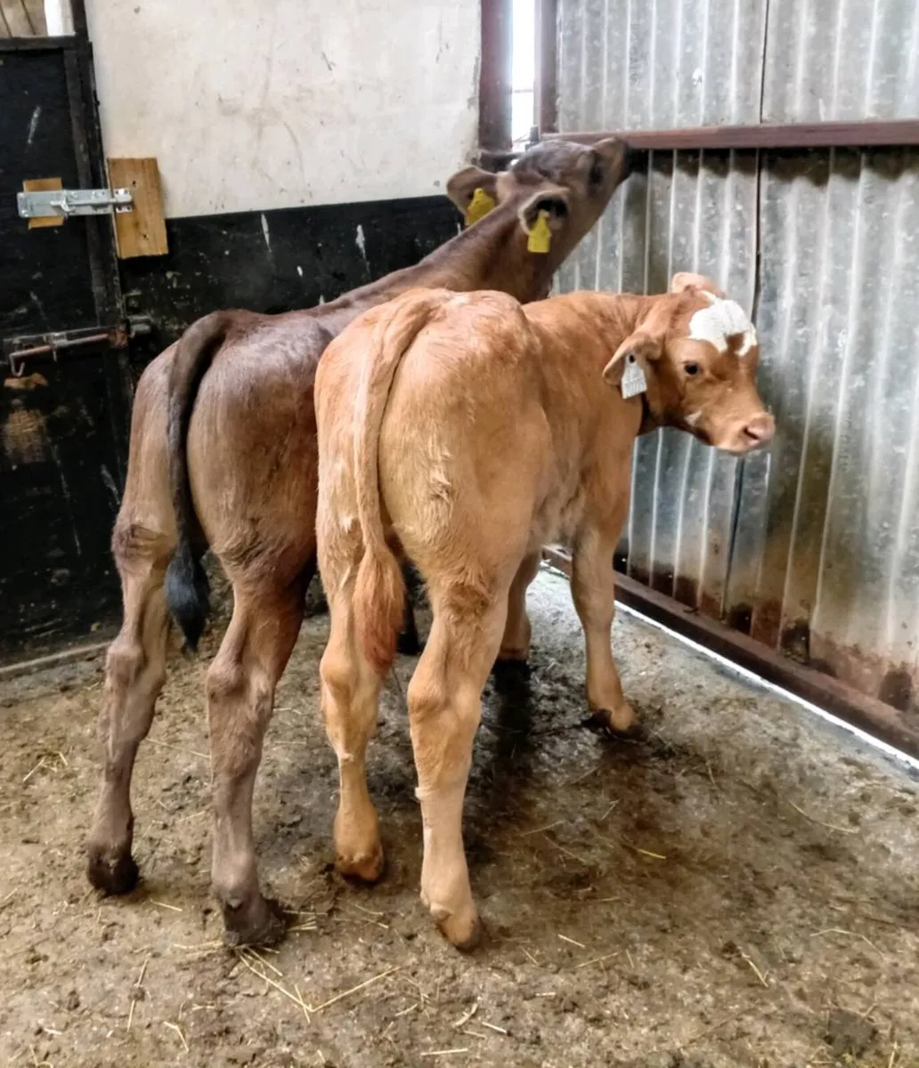 SUCKLER   BULL  CALVES - Image 2