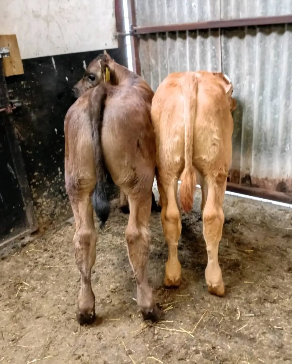 SUCKLER   BULL  CALVES - Image 3