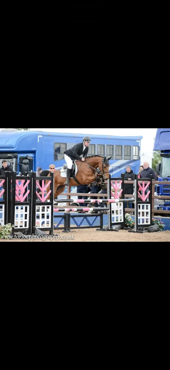 8 year old amateur/ young rider gelding - Image 1