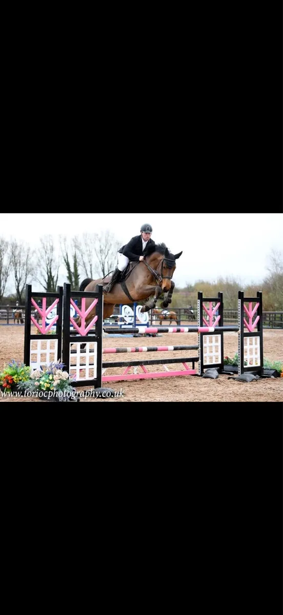 8 year old amateur/ young rider gelding - Image 2
