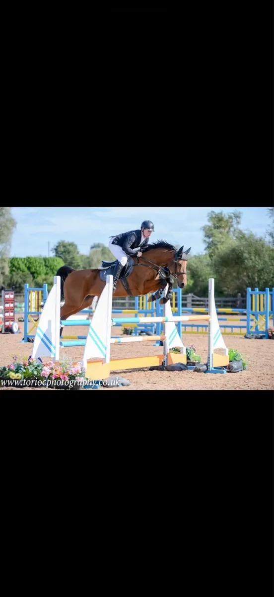 8 year old amateur/ young rider gelding - Image 3