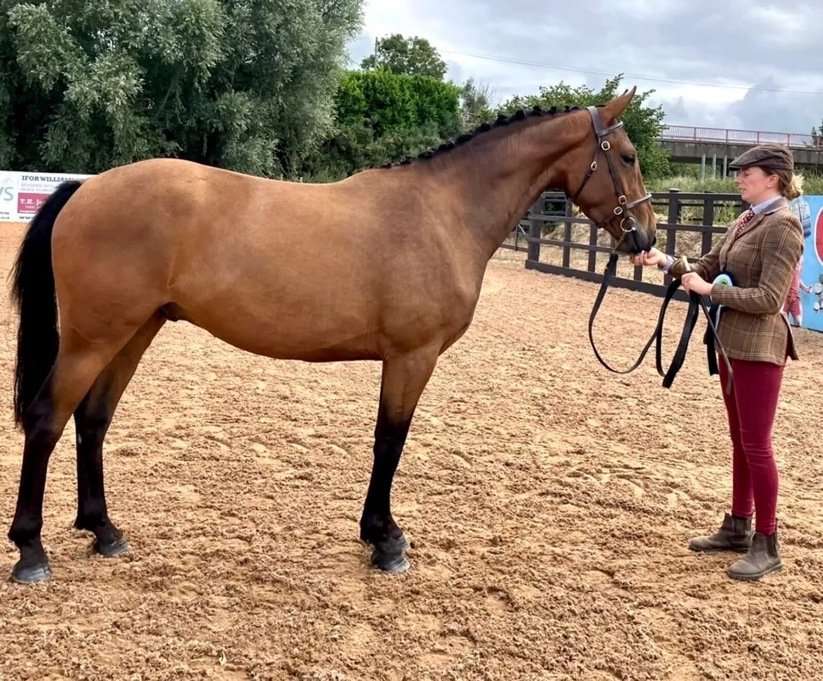 Striking 3yr gelding - Image 1