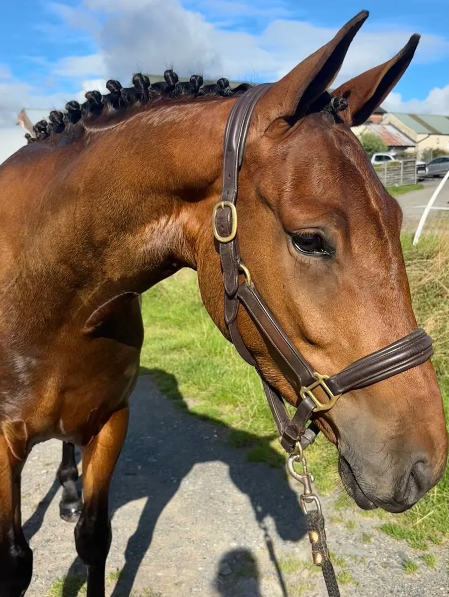 Striking 3yr gelding - Image 2