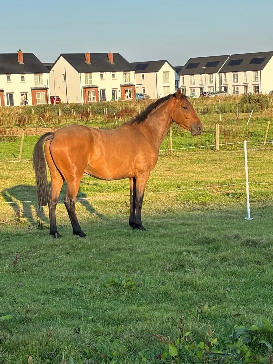 Striking 3yr gelding - Image 3