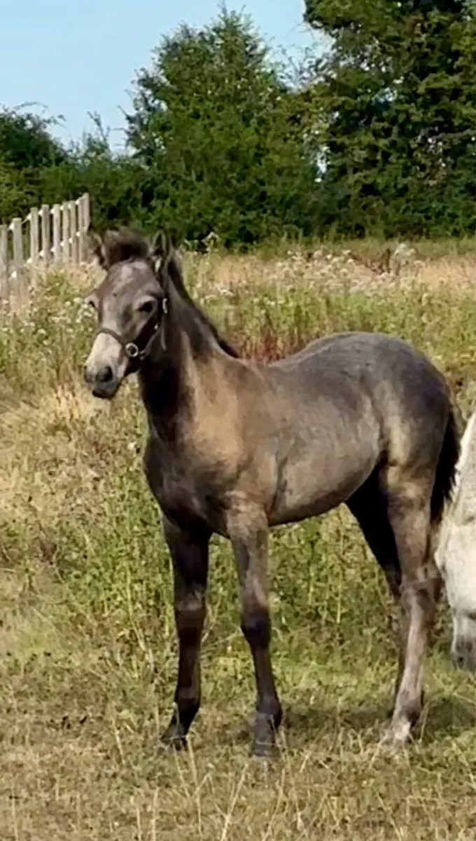 Quality Connemara Colt Foal - Image 1