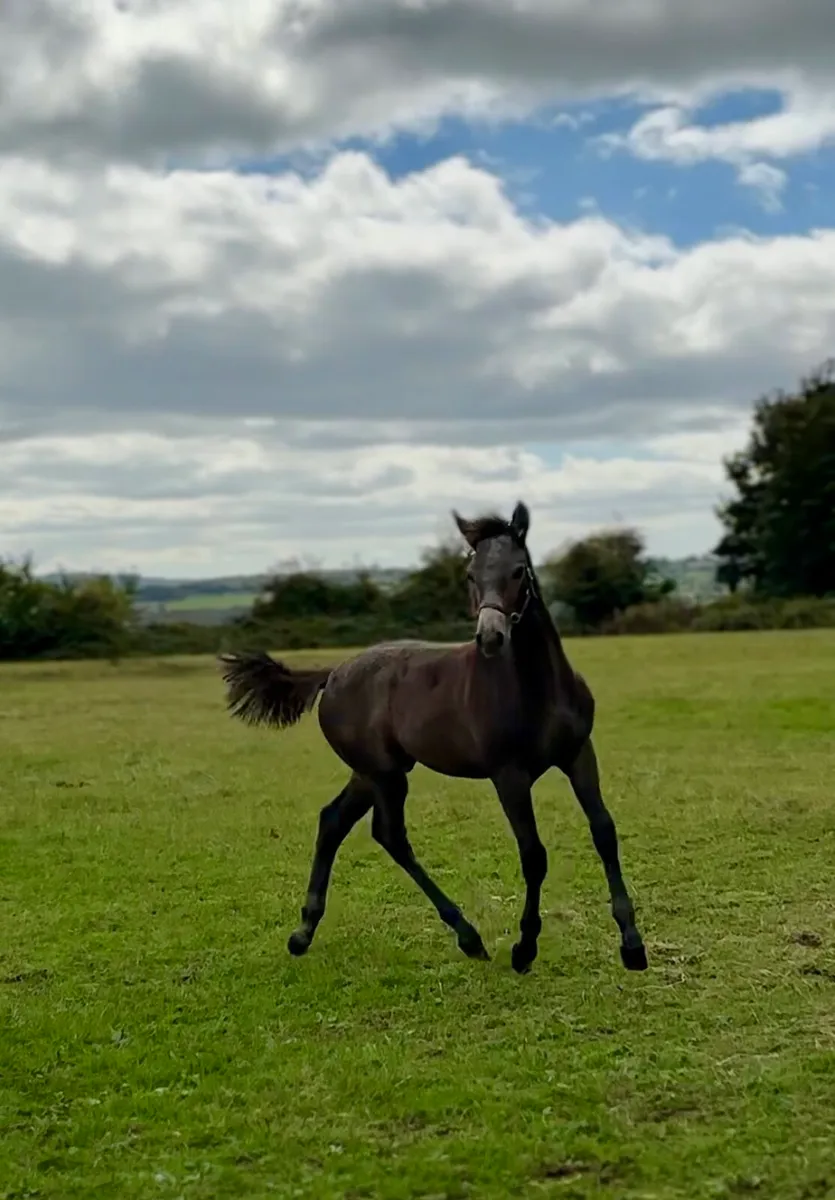 Quality Connemara Colt Foal - Image 2
