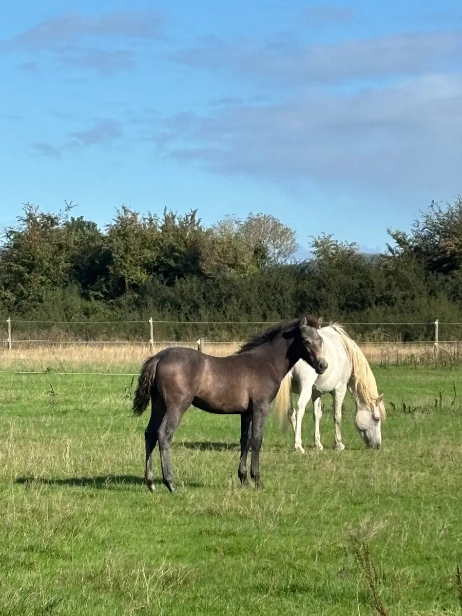 Quality Connemara Colt Foal - Image 3