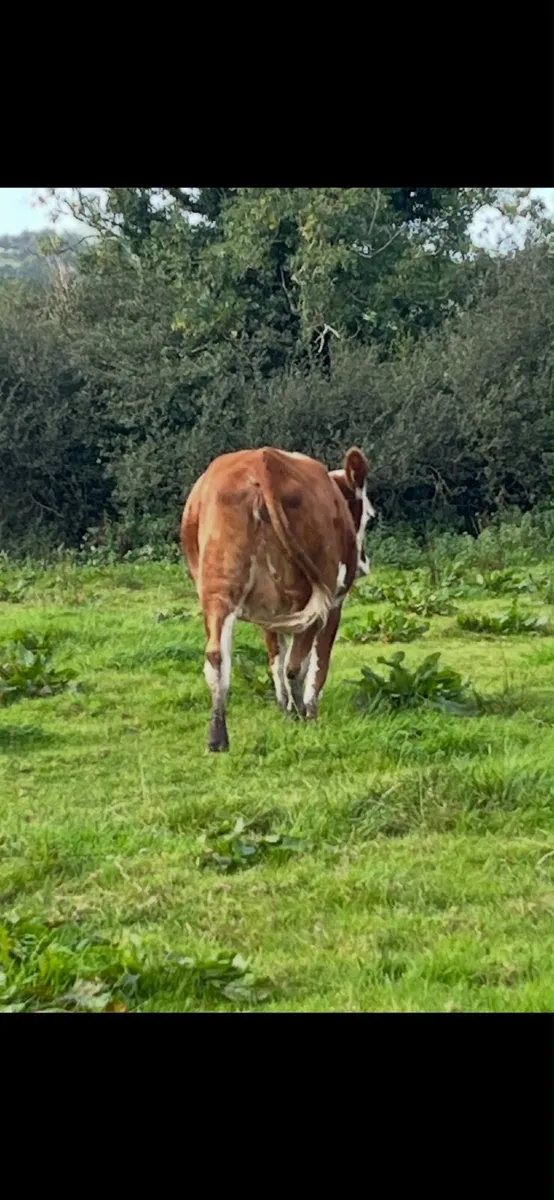 Beefcattle - Image 3