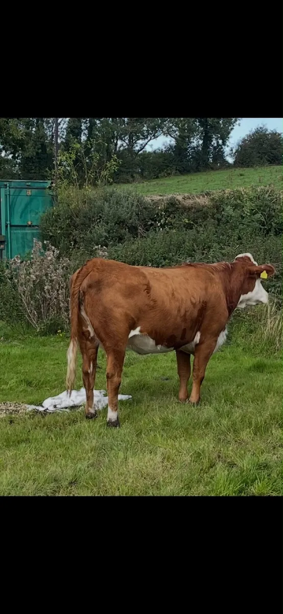 Beefcattle - Image 1