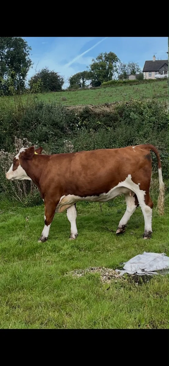 Beefcattle - Image 2