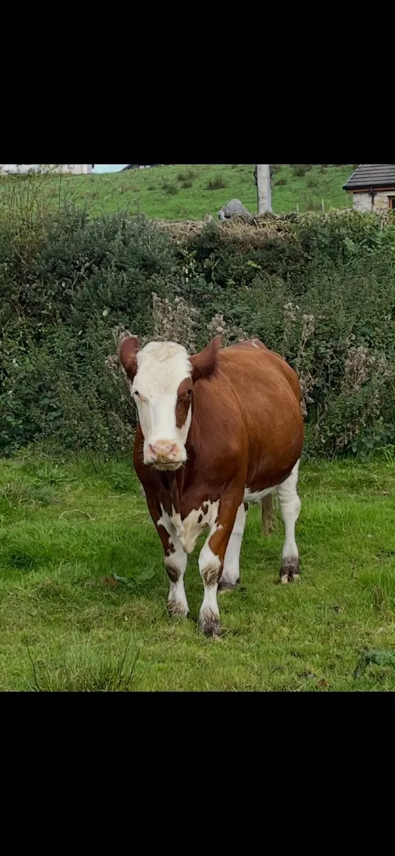 Beefcattle - Image 4