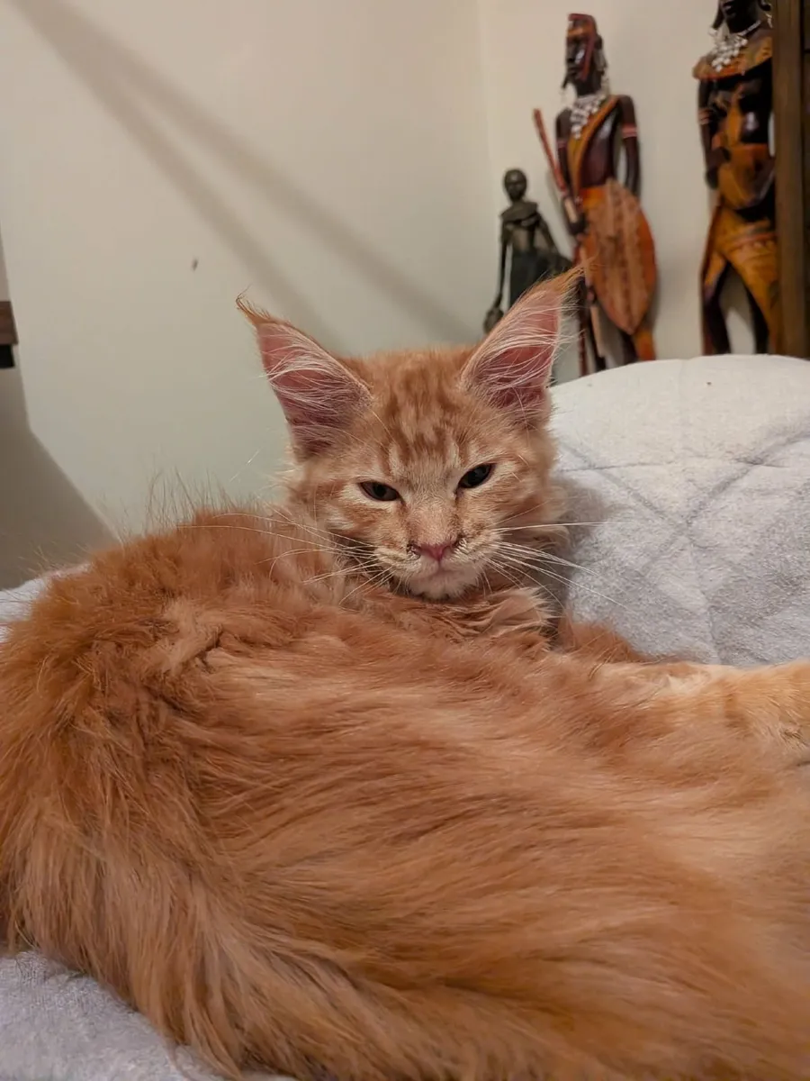 Maine Coon Holly (WCF registered) for sale. - Image 1