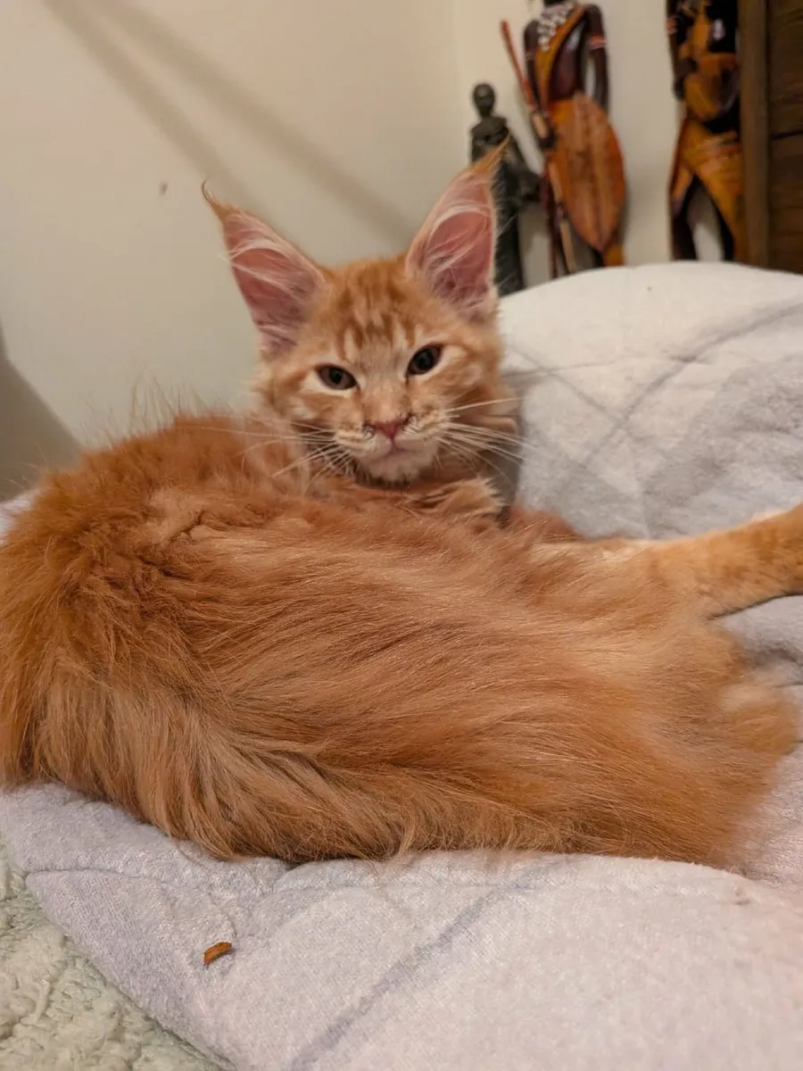 Maine Coon Holly (WCF registered) for sale. - Image 2