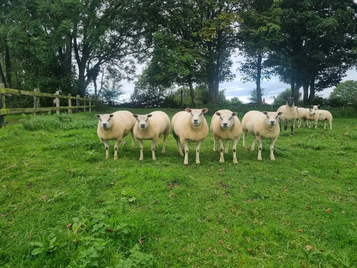 Beltex Hoggets - Image 2