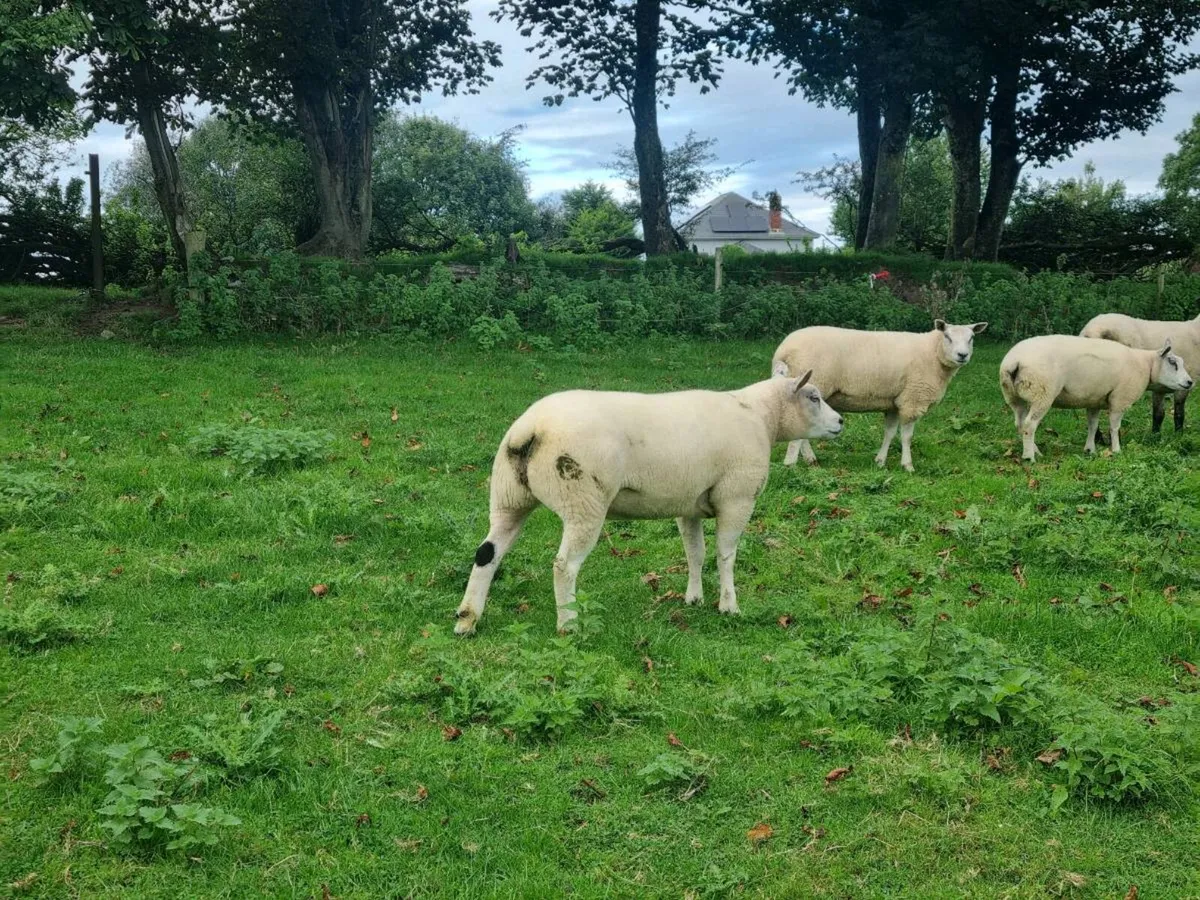 Beltex Hoggets - Image 3
