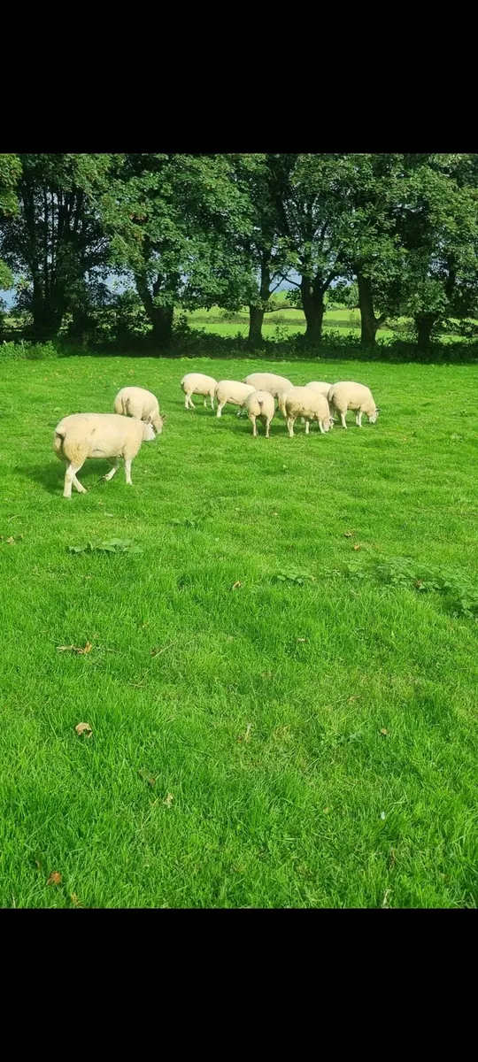 Beltex Hoggets - Image 4