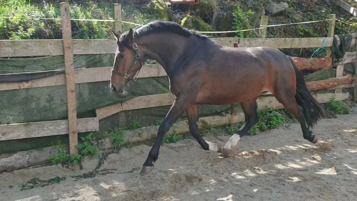 3 yo mare by Jacadello - Image 1