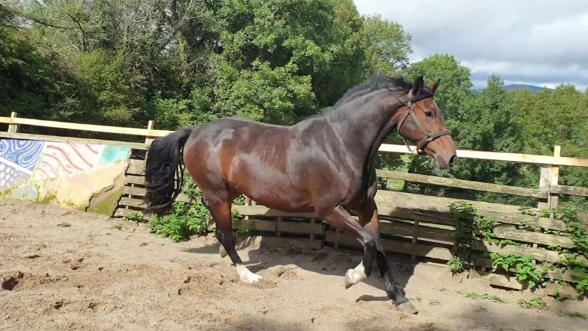 3 yo mare by Jacadello - Image 2