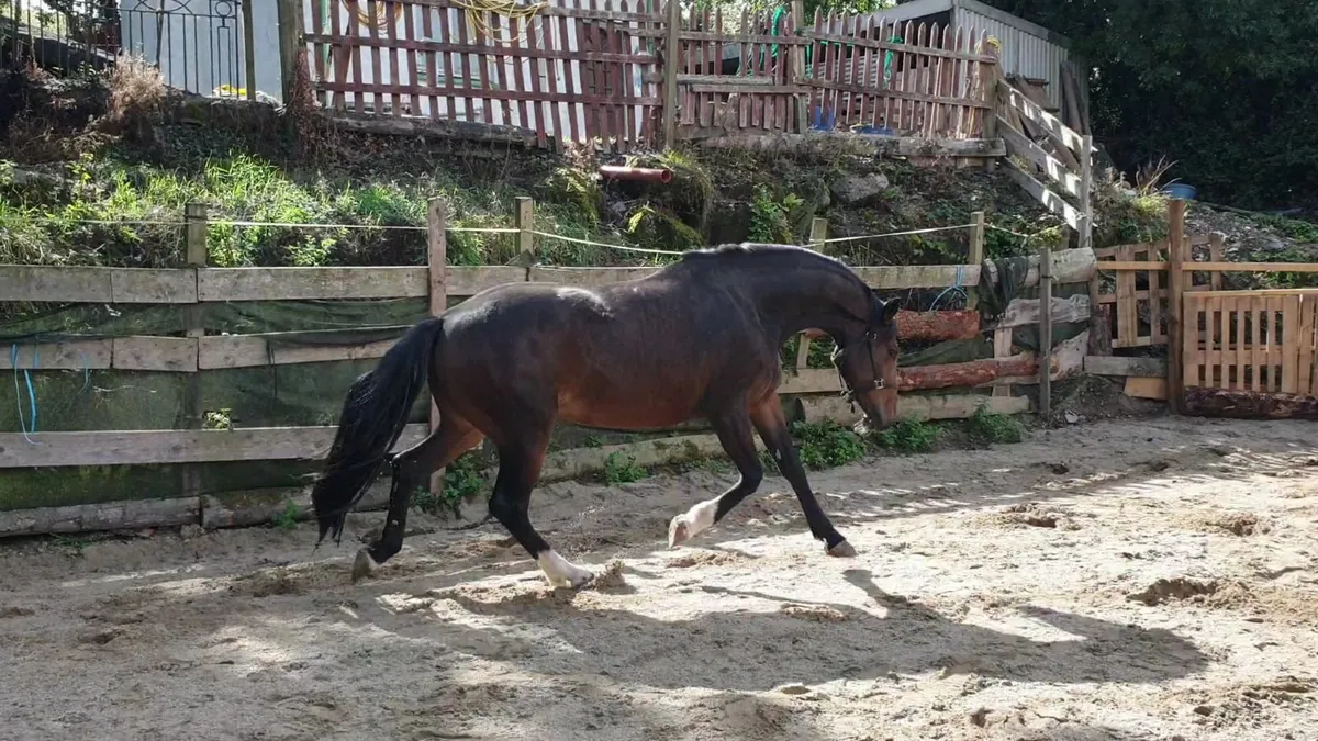 3 yo mare by Jacadello - Image 3