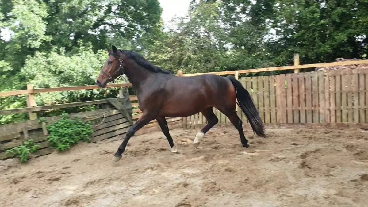 3 yo mare by Jacadello - Image 4