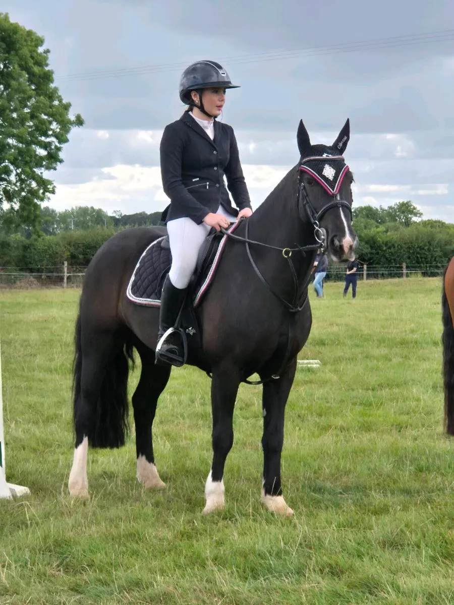 138 SJI pony. - Image 1